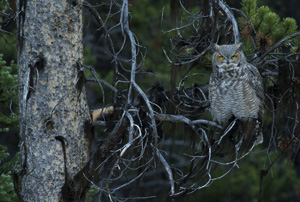 greathorned owl
